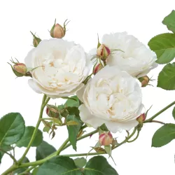 Rožė - Rosa WILLIAM AND CATHERINE ®