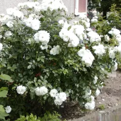 Rožė - Rosa WILLIAM AND CATHERINE ®