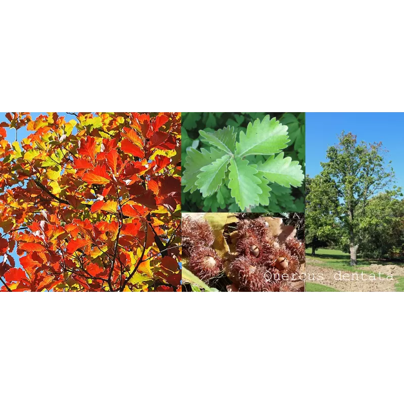 Quercus dentata