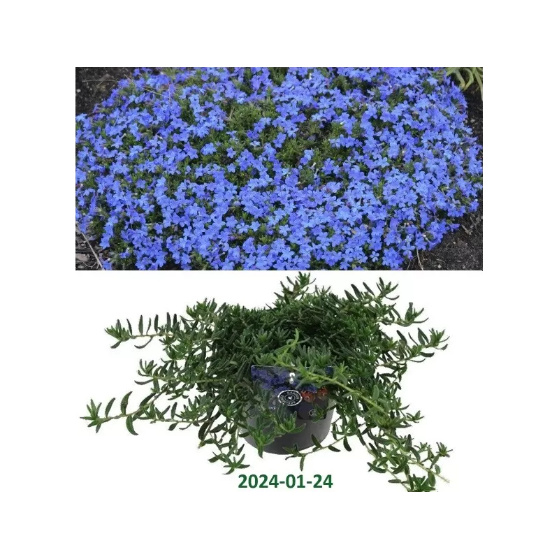 Gulsčioji litodora - Lithodora (glandora) diffusa GRACE WARD