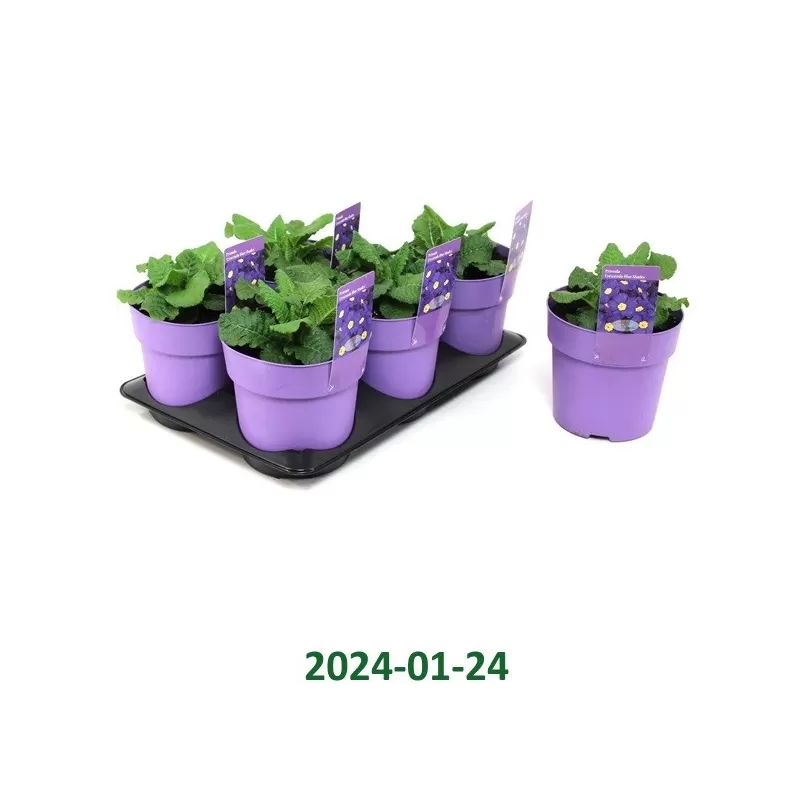 Primula veris GOLDNUGGET VIOLET SHADES