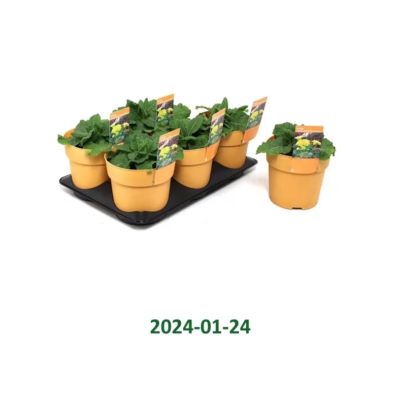 Tikroji raktažolė - Primula veris DARK YELLOW COMPACT