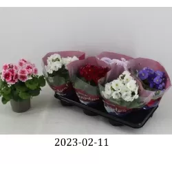 Primula obconica TOUCH ME