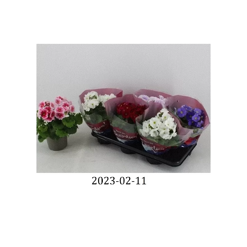 Primula obconica TOUCH ME