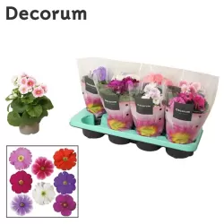 Raktažolė - Primula obconica TOUCH ME mix