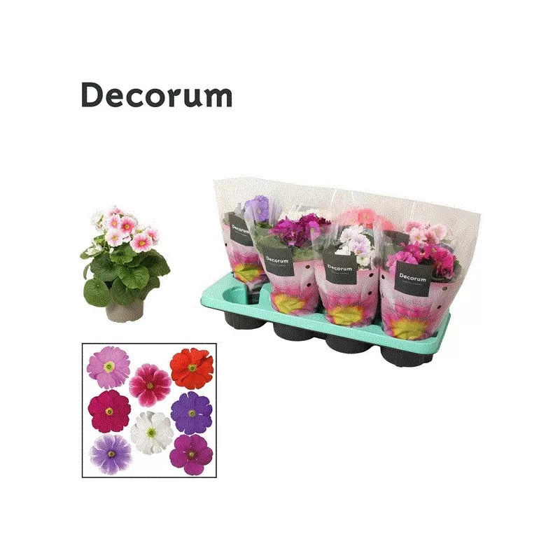 Primula obconica TOUCH ME