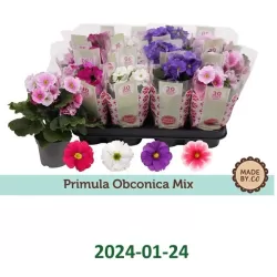 Primula obconica TOUCH ME