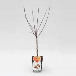 Malus domestica INGRID MARIE