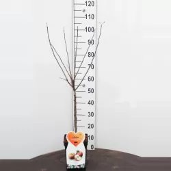 Malus domestica INGRID MARIE