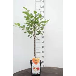 Malus domestica INGRID MARIE