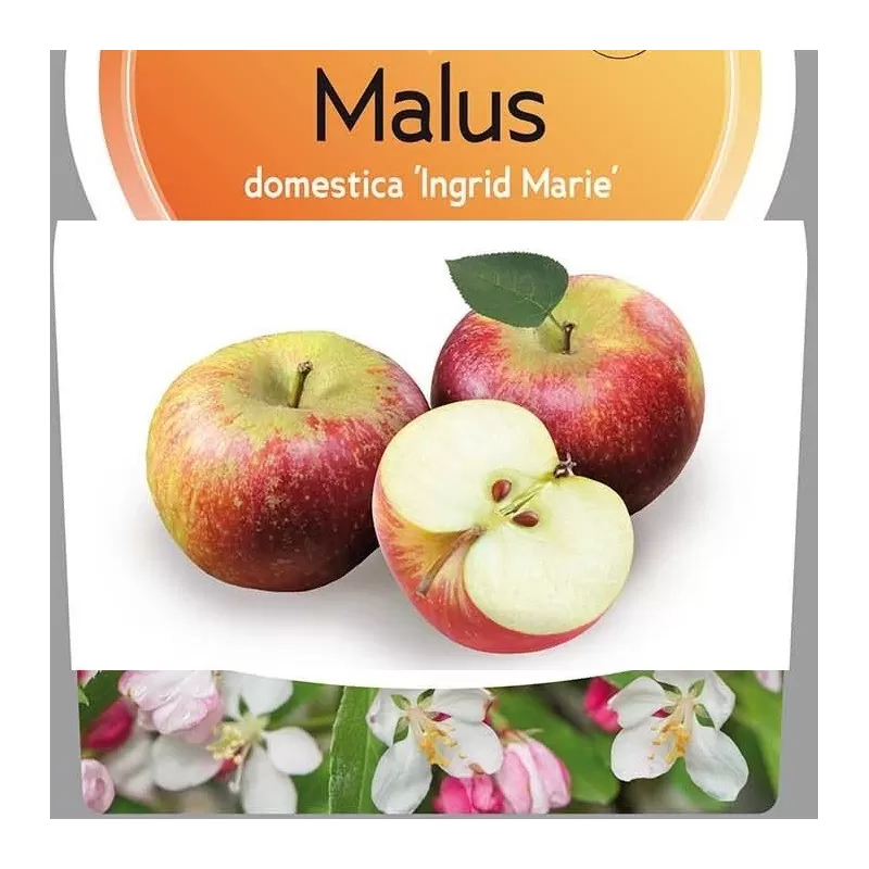 Malus domestica INGRID MARIE