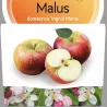 Naminė obelis - Malus domestica INGRID MARIE