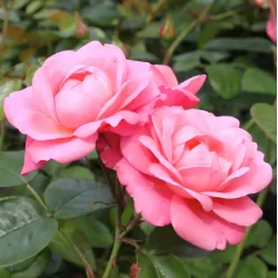 Rosa MEIN SCHONER GARTEN®