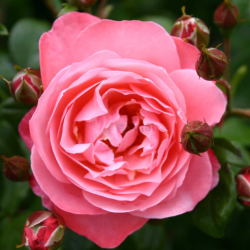 Rožė - Rosa MEIN SCHONER GARTEN