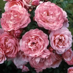 Rosa MEIN SCHONER GARTEN®