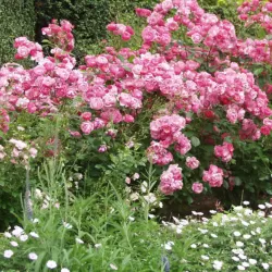 Rožė - Rosa MEIN SCHONER GARTEN
