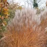 Kininis miskantas - Miscanthus sinensis KLEINE SILBERSPINNE