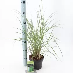 Kininis miskantas - Miscanthus sinensis KLEINE SILBERSPINNE