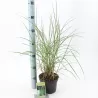 Kininis miskantas - Miscanthus sinensis KLEINE SILBERSPINNE
