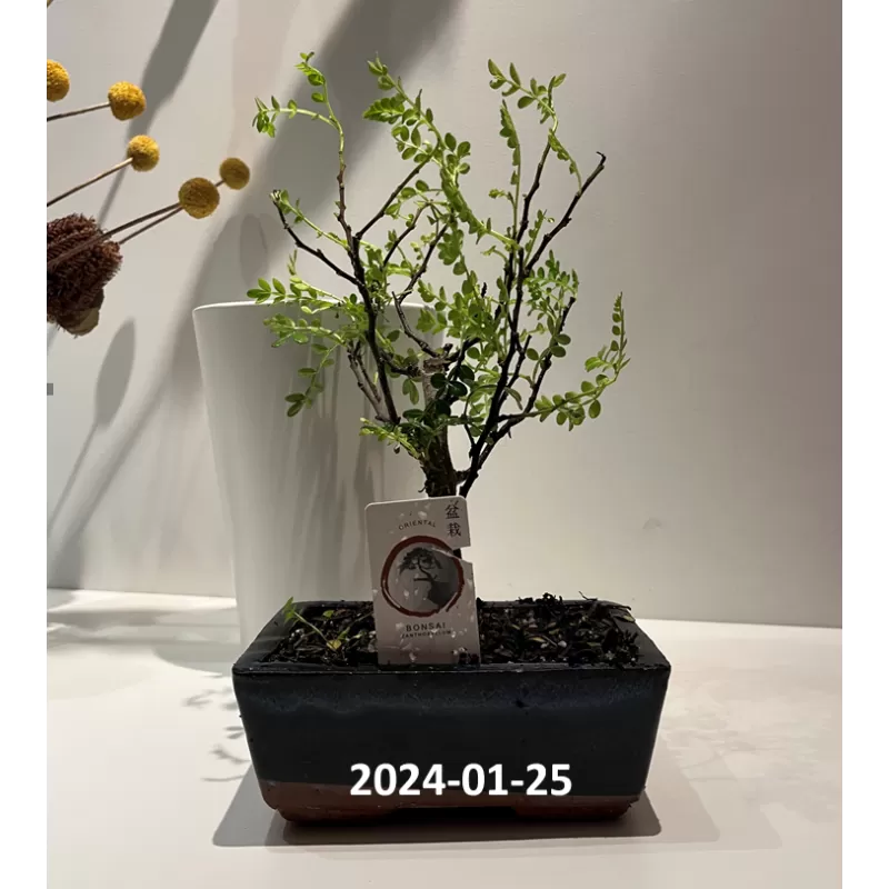 Bonsai zantoxyllum