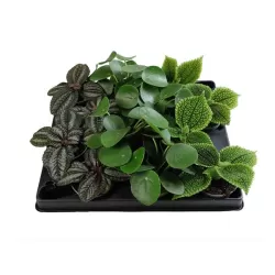 Pilea mix
