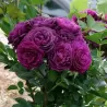Rosa EBB TIDE®