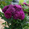 Rožė - Rosa EBB TIDE ®