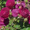 Rožė - Rosa EBB TIDE / PURPLE EDEN ®
