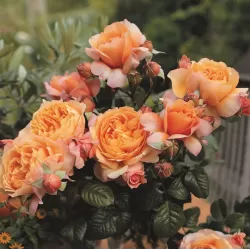 ROŽĖ - ROSA CAPRI ®