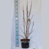 Magnolija - Magnolia liliiflora x stellata SUSAN