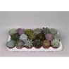 Eševerija - Echeveria mix