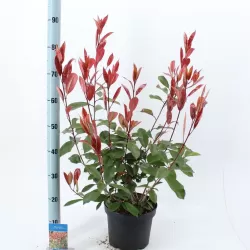 Fotinija - Photinia fraseri RED ROBIN