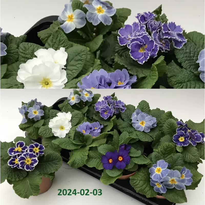 Raktažolė (užauginta ekologiškai) - Primula acaulis mix BLUE/WHITE (Look&taste edible flowers)