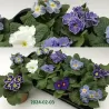 Raktažolė (užauginta ekologiškai) - Primula acaulis mix BLUE/WHITE (Look&taste edible flowers)