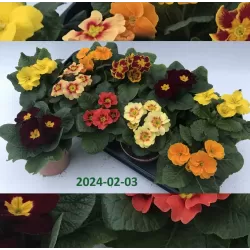 Raktažolė (užauginta ekologiškai) - Primula acaulis mix WARM COLOUR (Look&taste edible flowers)