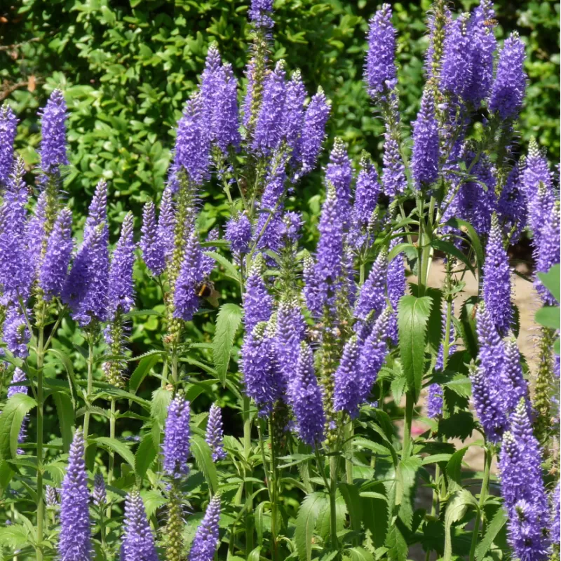 Užsisakyk augalus pavasariui jau dabar