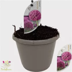 Česnakas - Allium OSTARA