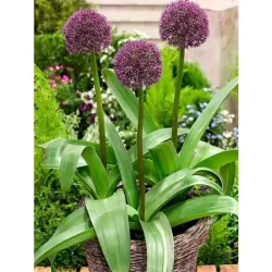 Česnakas - Allium OSTARA