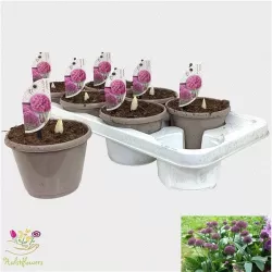 Česnakas - Allium OSTARA