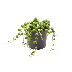 Senecio herreianus (String of Tears)