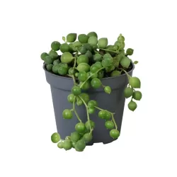 Senecio herreianus (String of Tears)