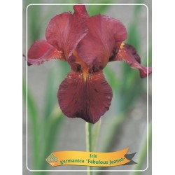 Vilkdalgis (irisas) - Iris germanica FABULOUS JEANET