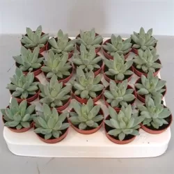 Echeveria Hookeri