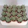 Eševerija - Echeveria hookeri