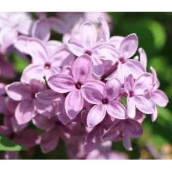 Chinese lilac - Syringa chinensis SAUGEANA