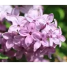 Chinese lilac - Syringa chinensis SAUGEANA
