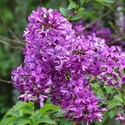 Chinese lilac - Syringa chinensis SAUGEANA