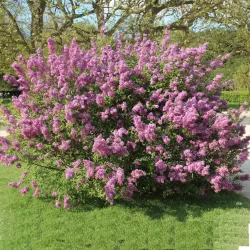 Chinese lilac - Syringa chinensis SAUGEANA