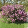 Chinese lilac - Syringa chinensis SAUGEANA