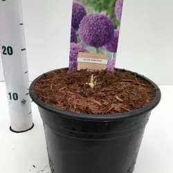 Česnakas - Allium giganteum